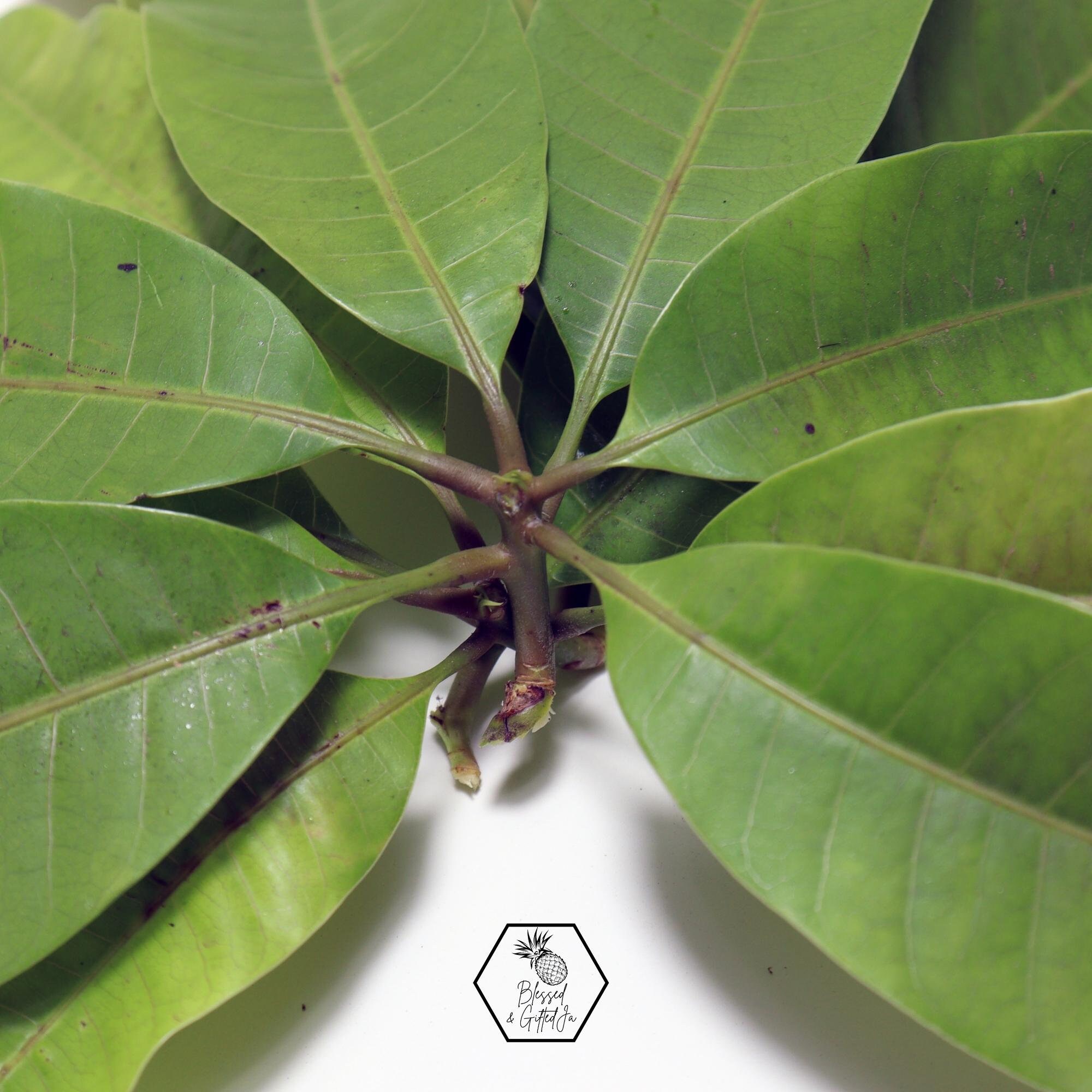 Jamaican Mango Leaves, Mangifera Indica, Natural Dried Mango Leaves, Mango Leaf Tea, Herbal