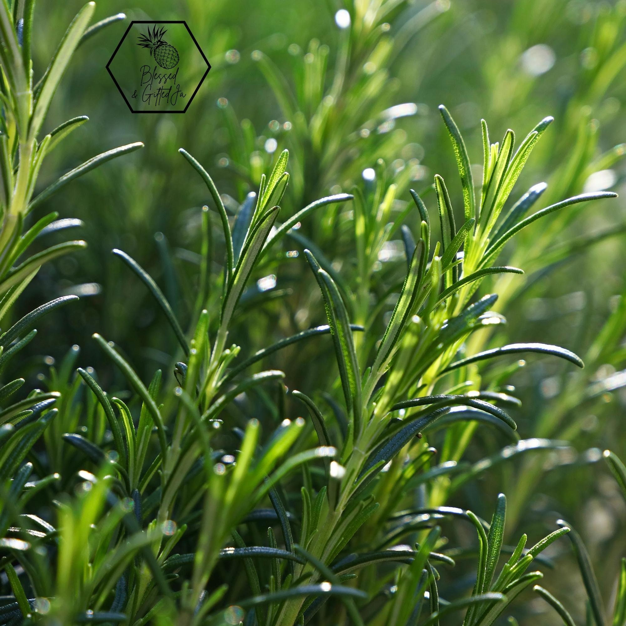 Jamaican Rosemary, Salvia Rosamarinus, All Natural Dried Rosemary
