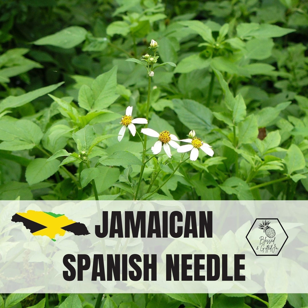 Jamaican Spanish Needle, Bidens Pilosa, Natural Dried Spanish Needle
