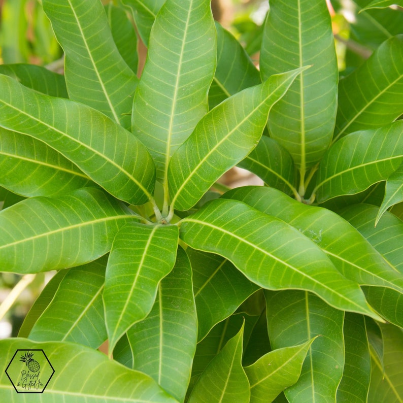 Jamaican Mango Leaves, Mangifera Indica, Natural Dried Mango Leaves, Mango Leaf Tea, Herbal