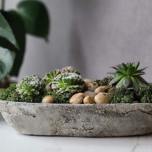 May include: A gray stone trough planter filled with green succulents and moss. The planter has a rough, textured surface and is filled with small, white stones.