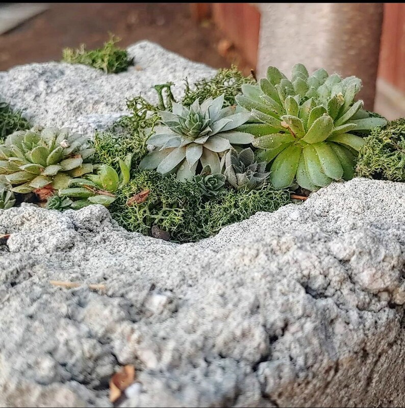Rock Planter Moss Garden Concrete Planter Container Etsy