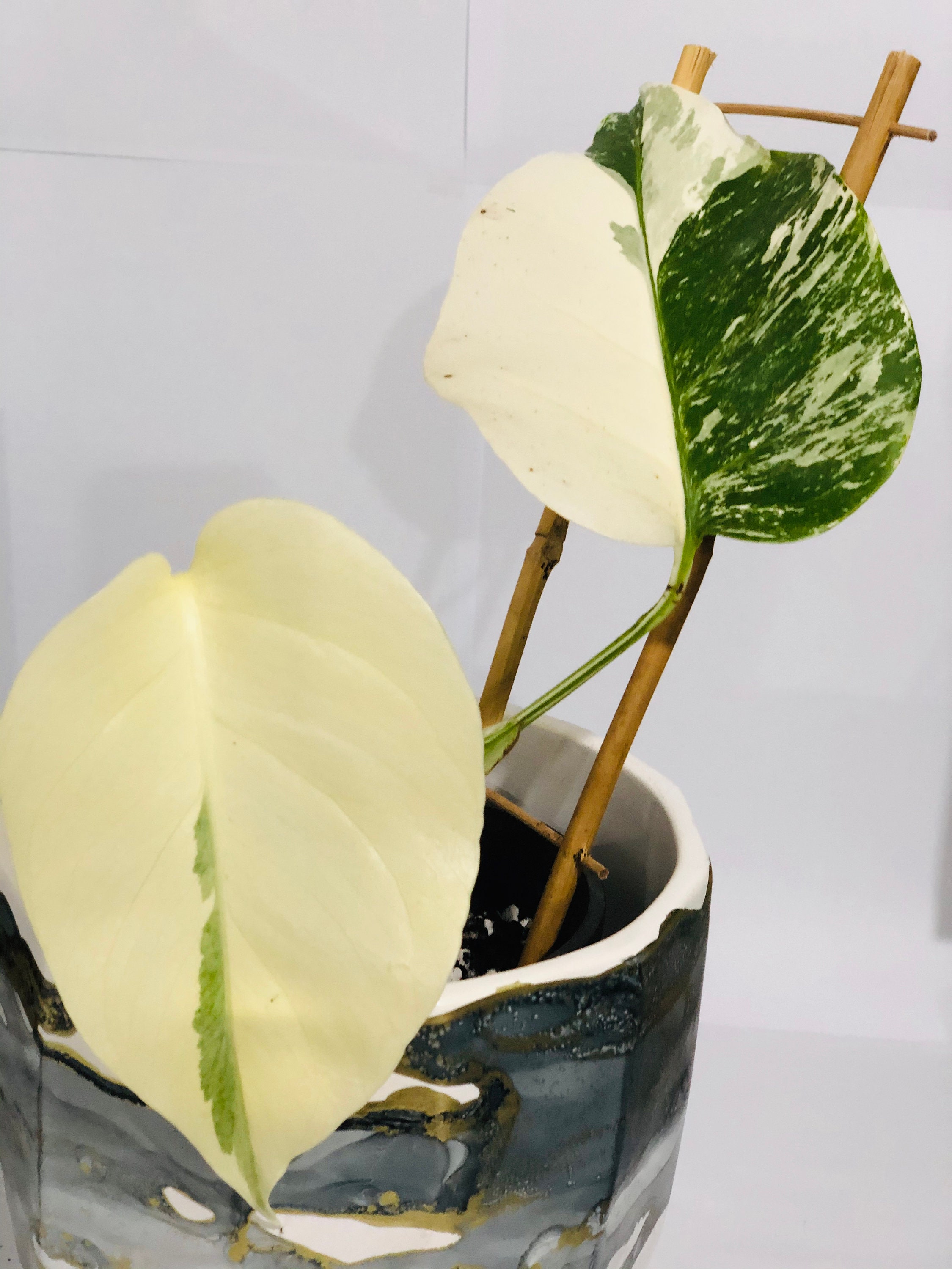 Rare Plant Variegated Monstera Albo melbourne Australia Etsy Australia