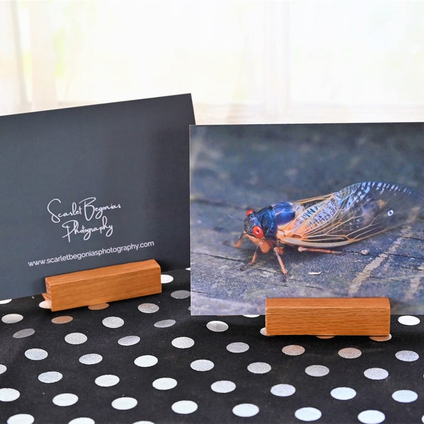 Cicada Love Gallery Card, Blank Note Card, Nature Photography, Wildlife Photography, Insects, Birthday, Co-Worker, Critter Lover, Bug Art