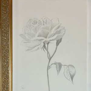 Rose graphite drawing original art flowers art