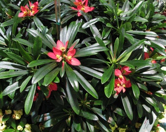 Jamaican Poinsettia (Euphorbia punicea)
