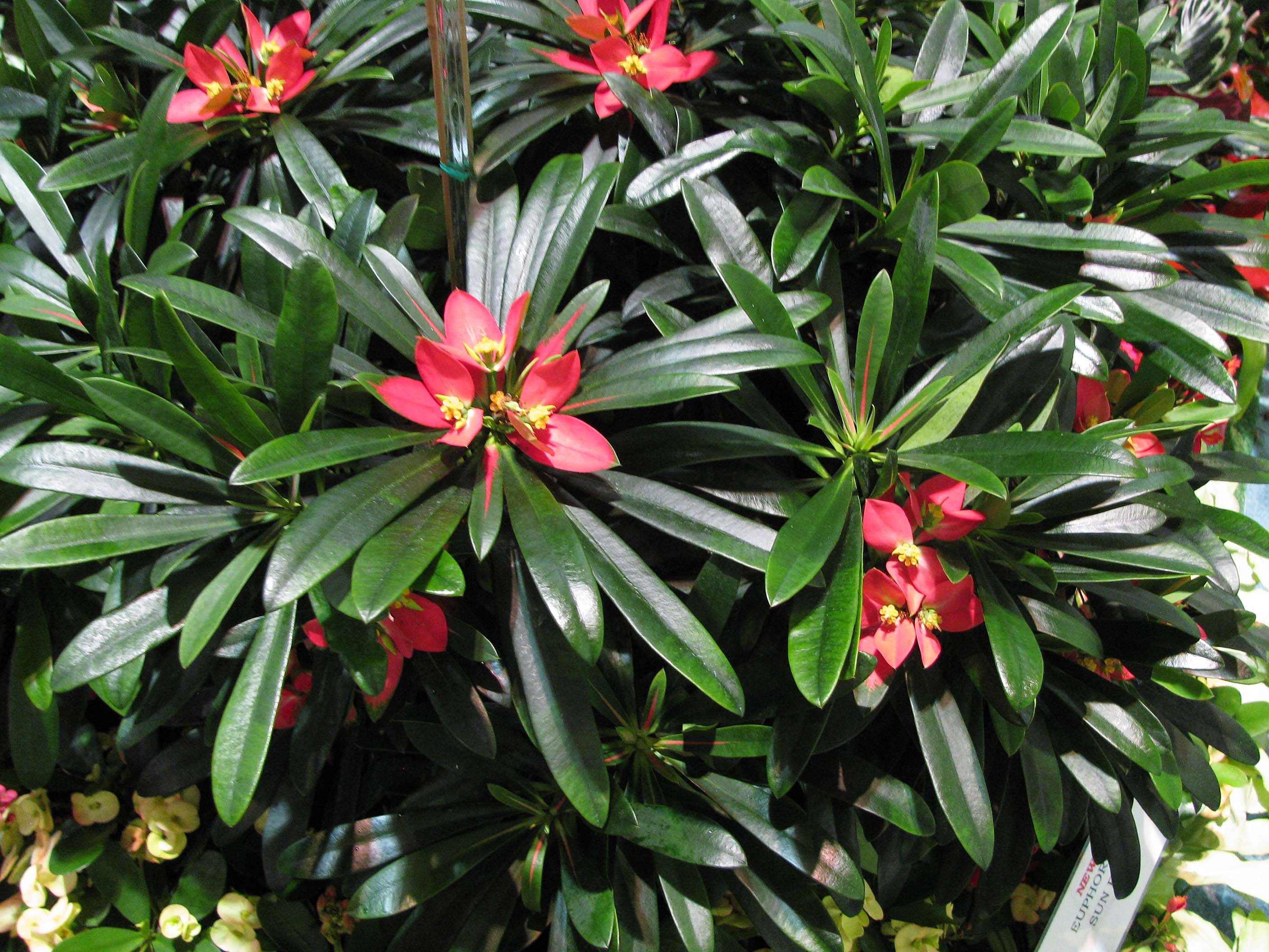 Jamaican Poinsettia euphorbia Punicea - Etsy