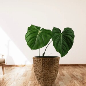 Philodendron McDowell (RARE TROPICAL) Actual Photo