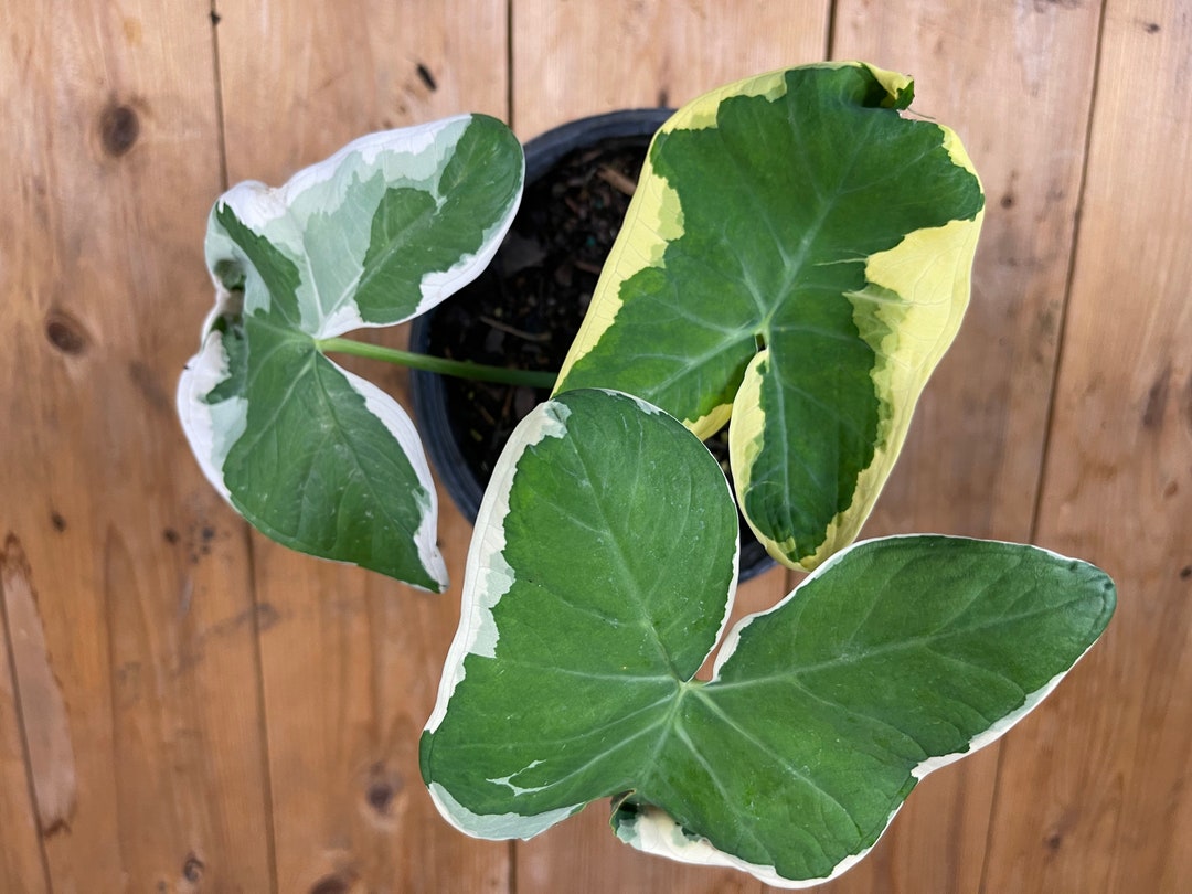 Variegated Taro Variegated Mickey Mouse Taro Xanthosoma - Etsy