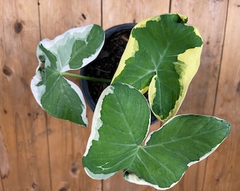 Variegated Mickey Mouse Taro Xanthosoma