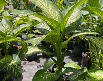 LARGE Dieffenbachia Tropic Snow - 3 feet