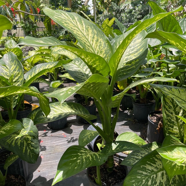 GROTE Dieffenbachia tropische sneeuw - 3 voet