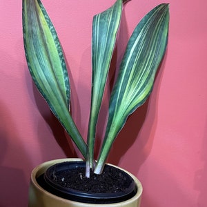 Sansevieria Variegated Sharkfin