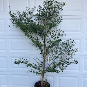 Shady Lady - Real Plant Potted 7 feet - Actual  photo