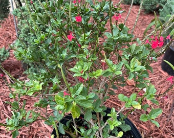 Red Porterweed