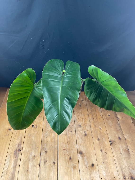 Philodendron Domesticum Cutting (RARE TROPICAL) Actual Photo - Etsy