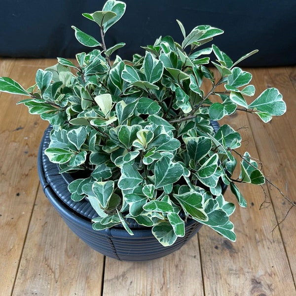 Variegated Ficus Triangularis Mini Bush (Actual Photo)