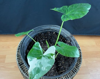 Variegated Alocasia (ACTUAL PHOTO)