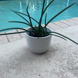 Mini  canaliculata sansevieria  - actual photo