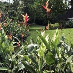 Heliconia Lady Di Variegated - Etsy