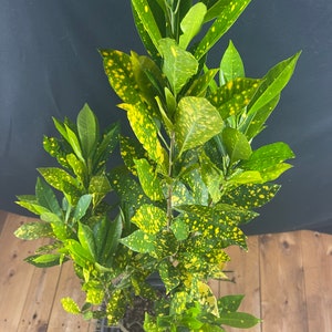 Big Croton Gold Dust (ACTUAL PHOTO)
