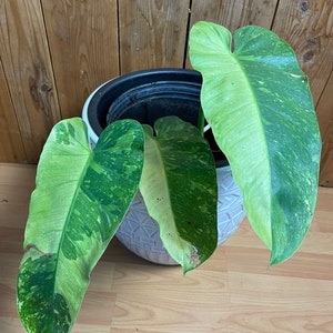 Philodendron Jose Buono  Rooted Plant - Actual Photo