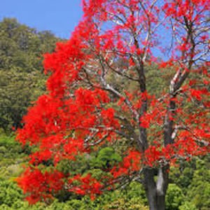 Brachychiton Australian flowering  Bottle Tree