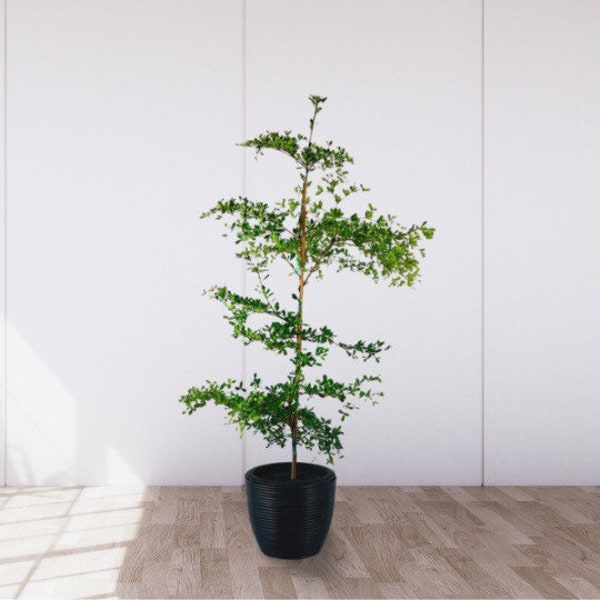 Shady Lady - Real Plant Potted 3 to 4 feet
