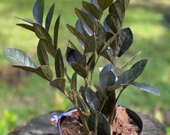 ZZ Raven (Zamioculcas Zamiifolia) 6 inch pot