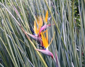 RARE Bird of Paradise (Strelitzia Juncea)