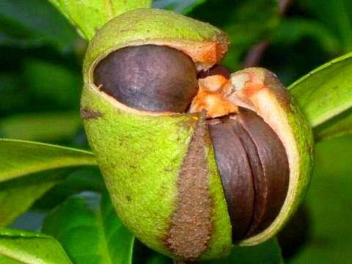 Black Tea Plants Tree 15 Fresh Seeds Camellia sinensis Etsy