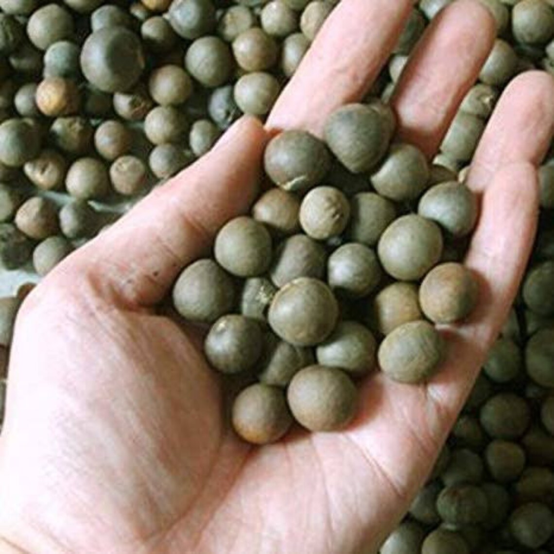 Black Tea Plants Tree 15 Fresh Seeds Camellia sinensis Etsy