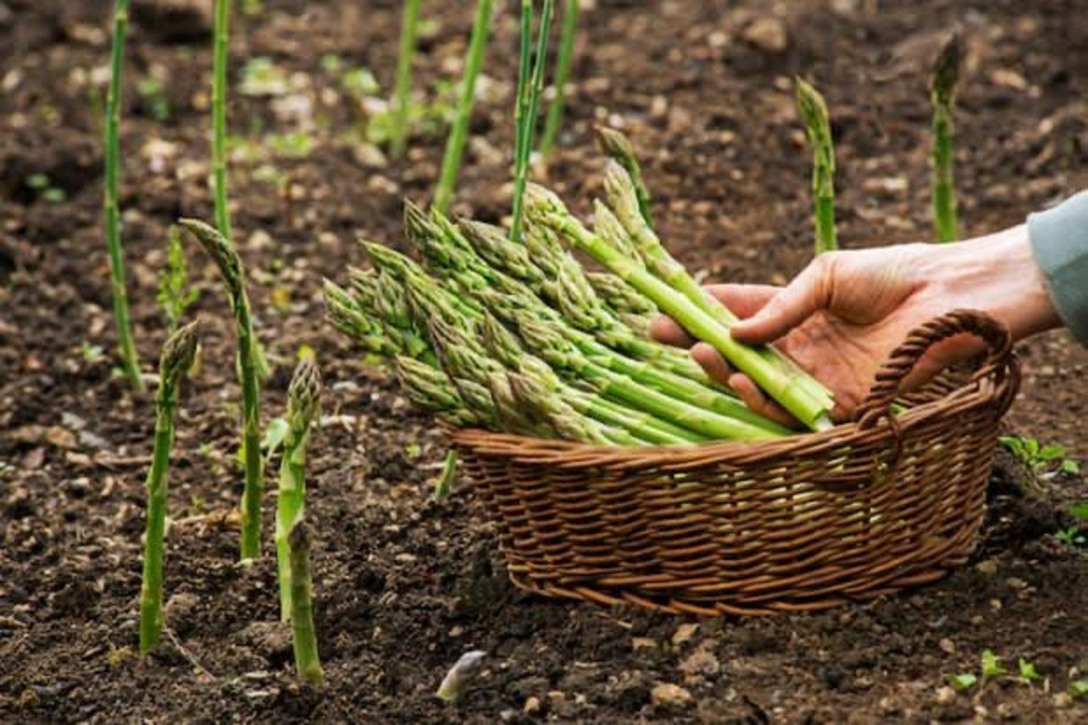 Garden Asparagus Plant Asparagus Officinalis 10 Fresh Seeds Etsy