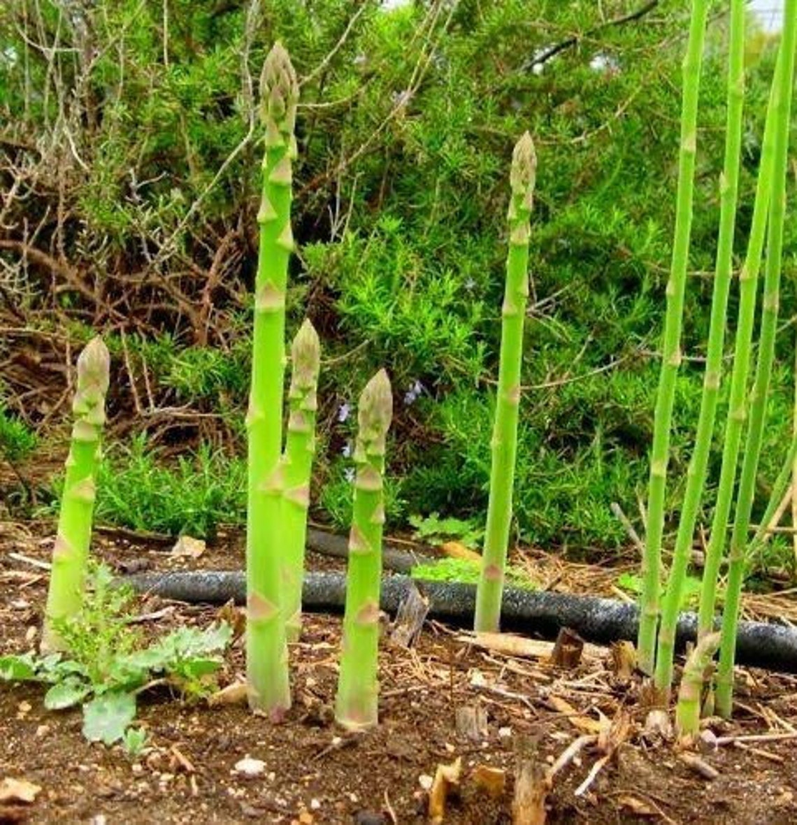 Garden Asparagus Plant Asparagus Officinalis 10 Fresh Seeds Etsy