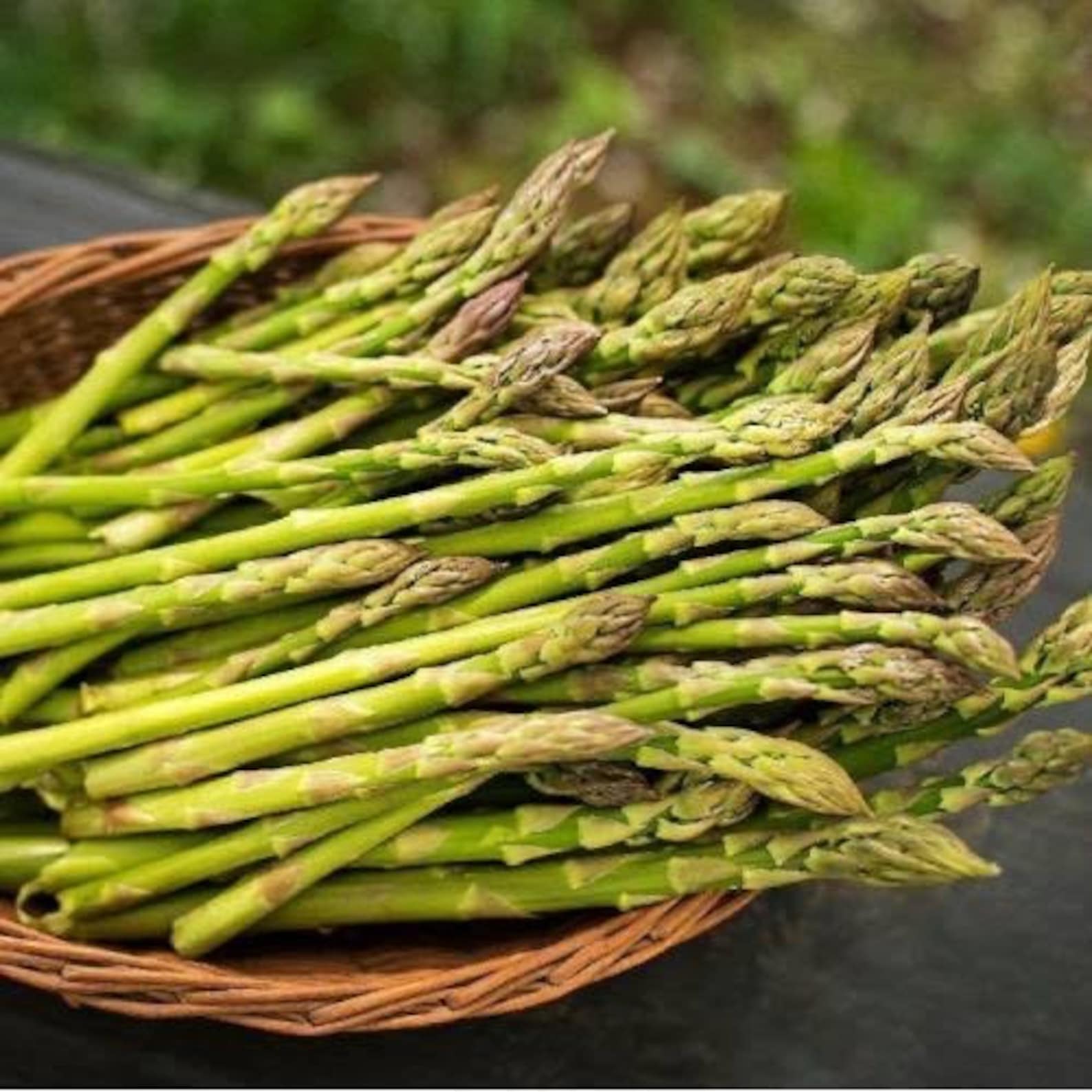 Garden Asparagus Plant Asparagus Officinalis 10 Fresh Seeds Etsy