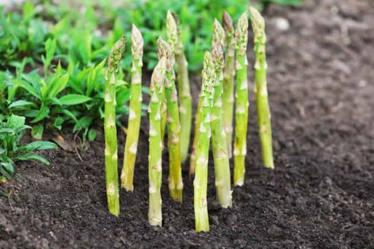 Garden Asparagus Plant Asparagus Officinalis 10 Fresh Seeds Etsy
