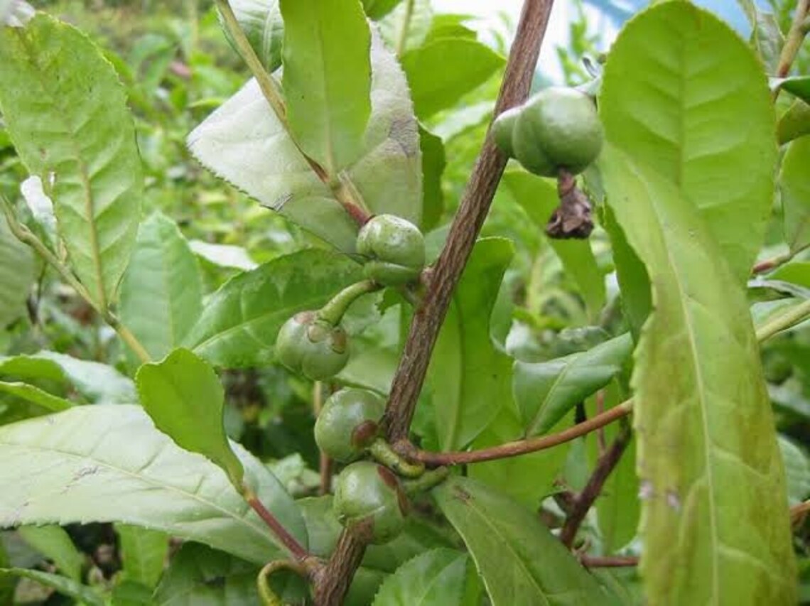 Black Tea Plants Tree 15 Fresh Seeds Camellia sinensis Etsy
