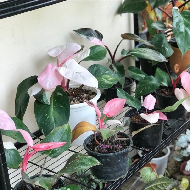 Philodendron Pink Princess Congo Free Phyto buy 3 get free 1 Etsy