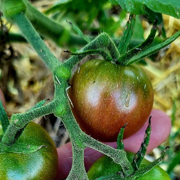 Cherokee Purple Cherry tomato seeds heirloom Rare