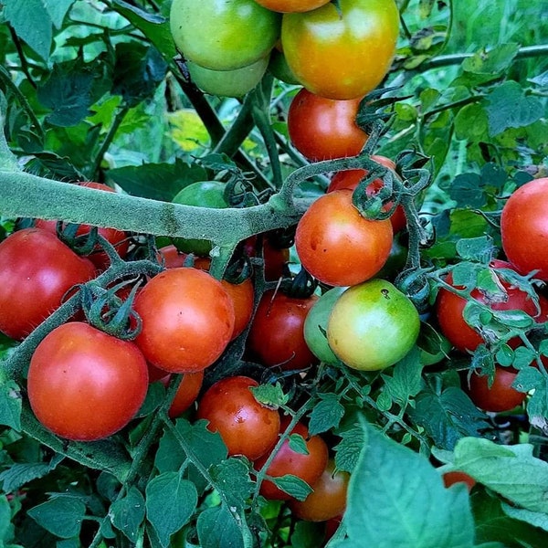 Bloody Butcher heirloom tomato