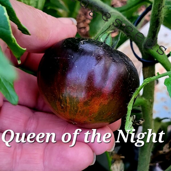 Queen of the Night Tomato Seeds Etsy Queen of the Night Tomato Seeds Etsy