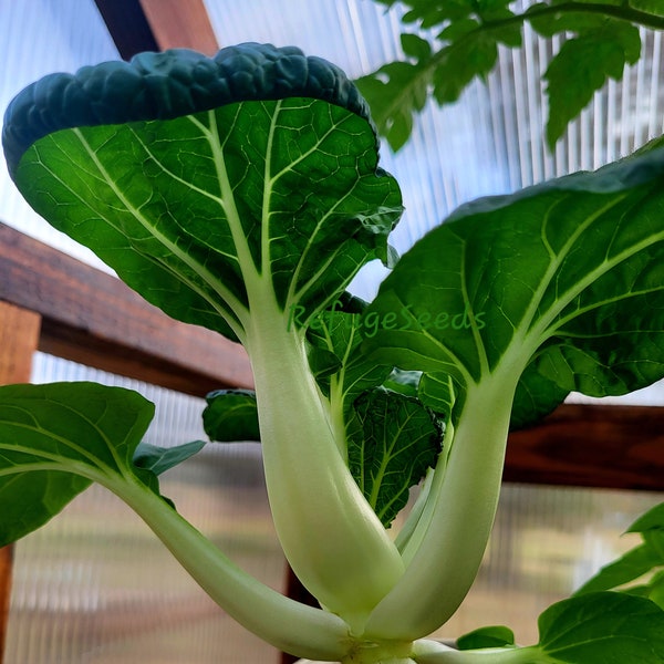 Micro Hedou Tiny Bok Choy seeds micro dwarf container garden