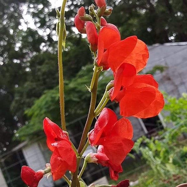 Scarlet Runner Bean Seeds. Perennial in some zones.