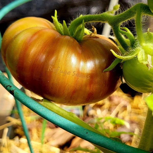 DWARF Cherokee Tiger, black tomato seeds, dwarf tomato, container garden