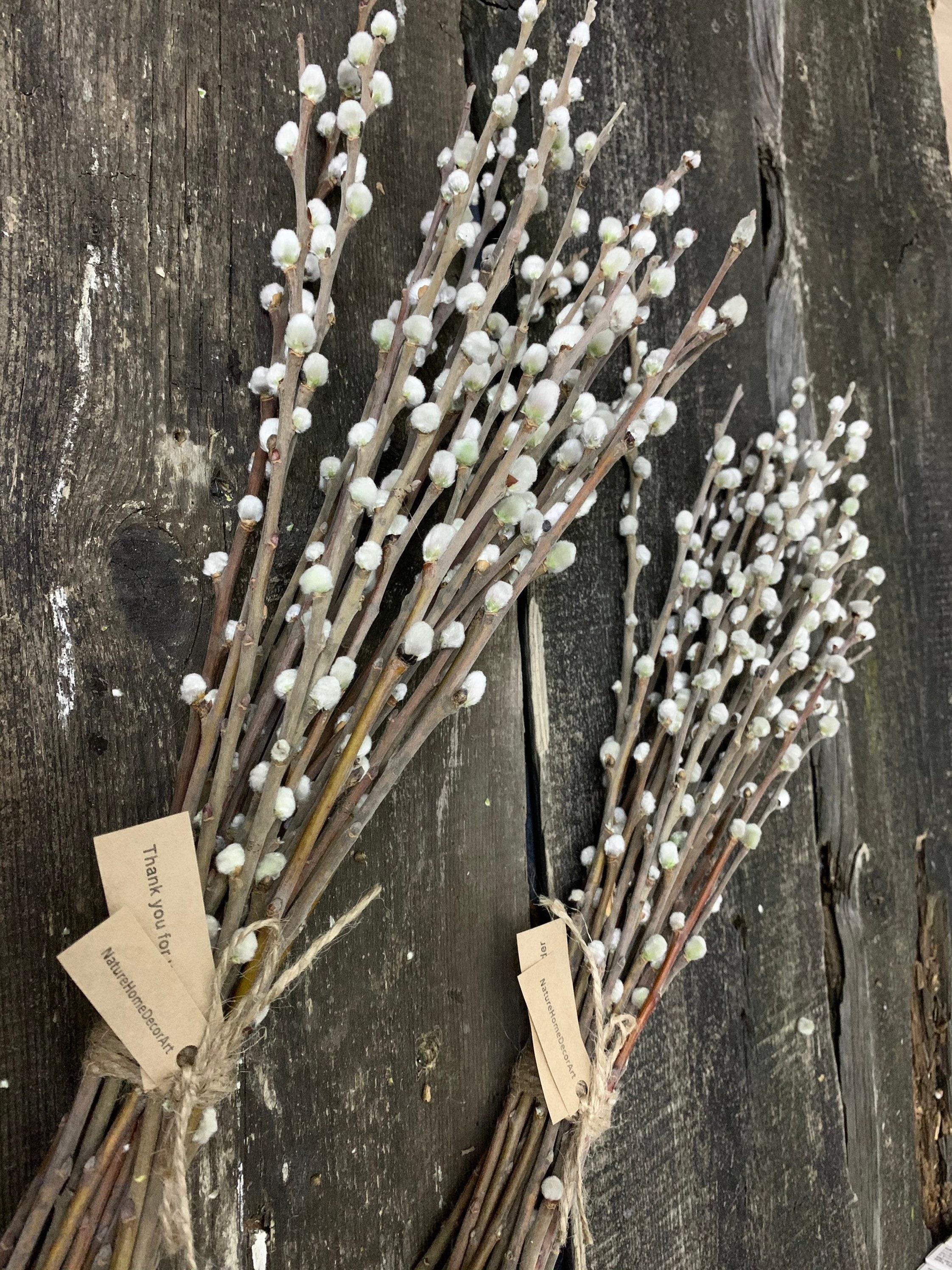 25 long dried pussy willow branches catkins. Willow tree Etsy