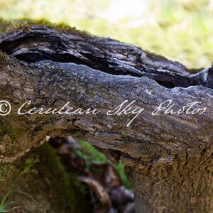 Fairy Tree Trunk, Tree, Nature, Fairies, Fantasy, JPG