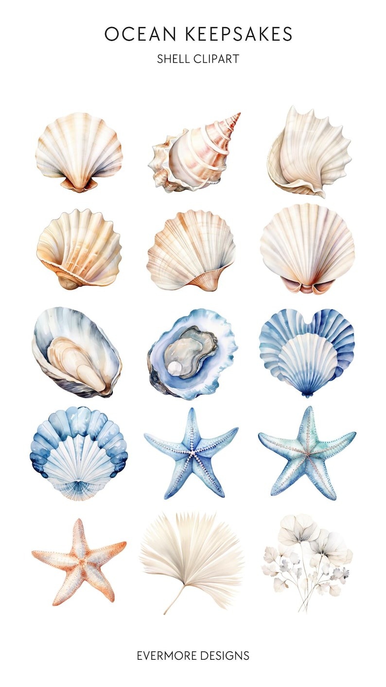 Sea Shell Clipart Beach Baby Shower Cute Neutral Beige Blue PNG