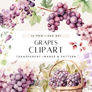Clipart di uva ad acquerello, Baby Shower Tutti Fruiti, Uva viola sulla vite, Invita vegetazione, Uso commerciale, PNG trasparente