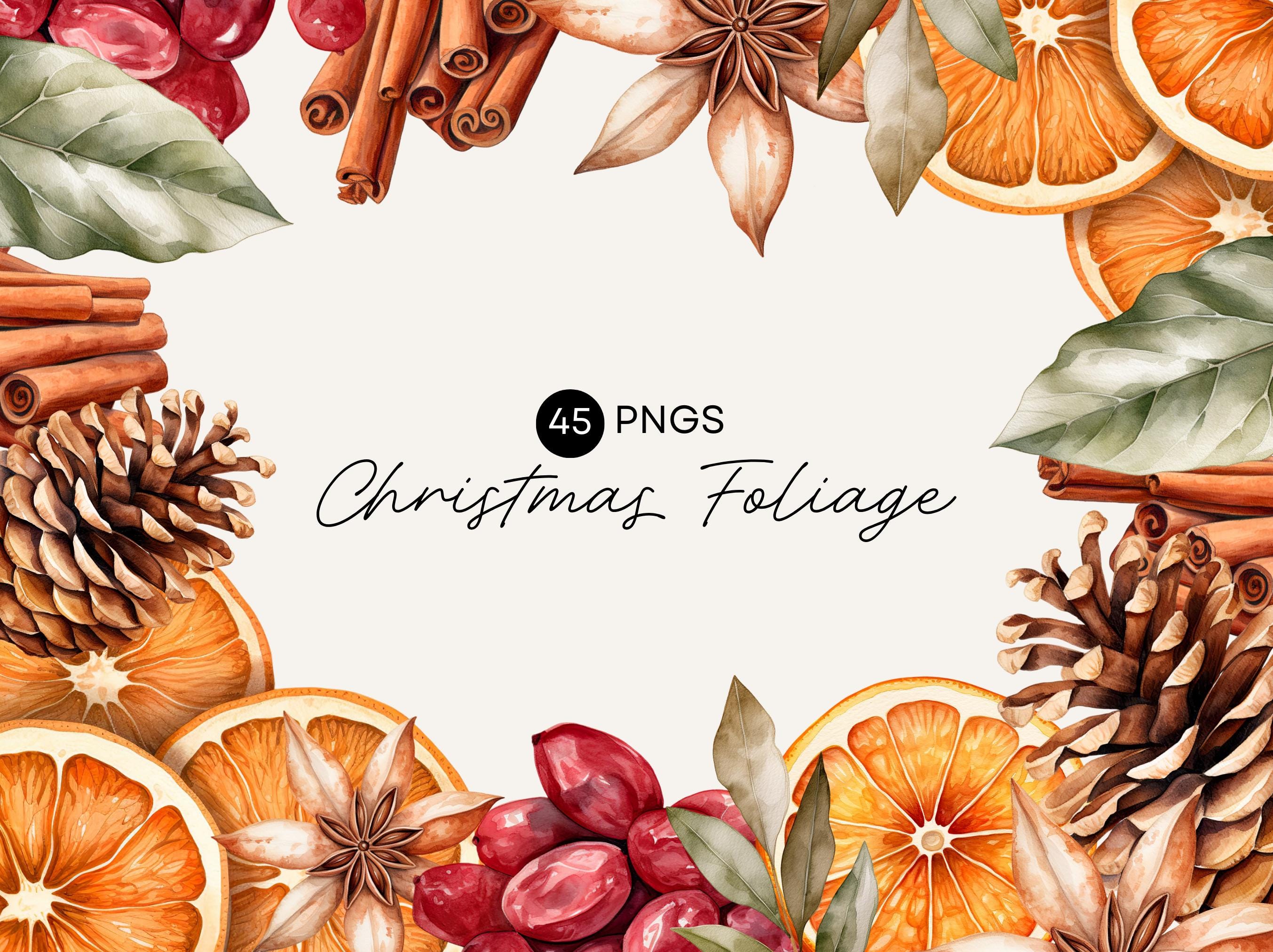 Classic Christmas Clipart, Winter Foliage, Citrus, Dried Orange, Cinnamon, Star Anise, Pine Cone, Bay Leaves, Commercial Use, Transparent
