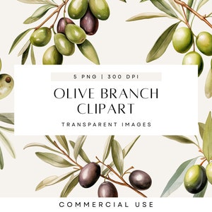 Imágenes prediseñadas de rama de olivo, vegetación de acuarela, aceitunas, botánica minimalista, imágenes prediseñadas de boda, mediterráneas, PNG transparente, uso comercial